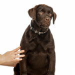 Louis-male-Labrador-Retriever-puppy-for-sale (4)