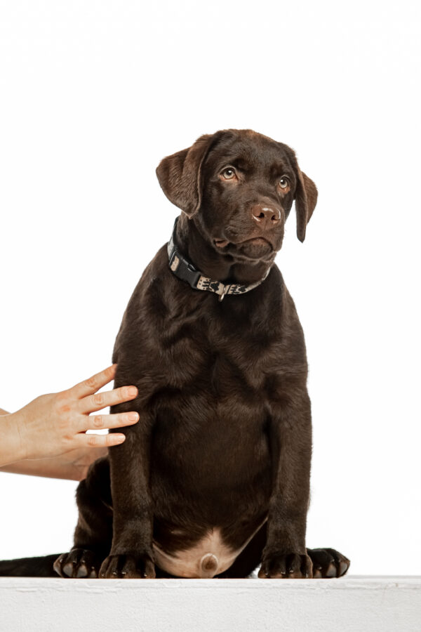 Louis Labrador Retriever Louis Labrador Retriever