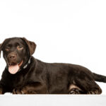 Louis-male-Labrador-Retriever-puppy-for-sale (5)