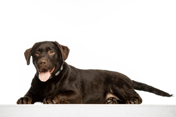 Louis Labrador Retriever Louis Labrador Retriever