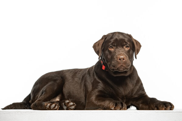 Loyd Labrador Retriever Loyd Labrador Retriever