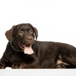 Loyd-male-Labrador-Retriever-puppy-for-sale- (2)
