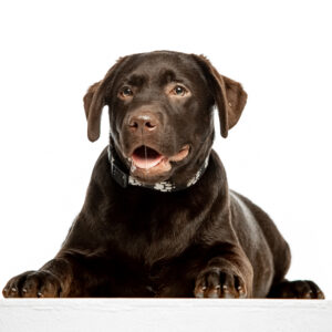 Loyd Labrador Retriever Loyd Labrador Retriever