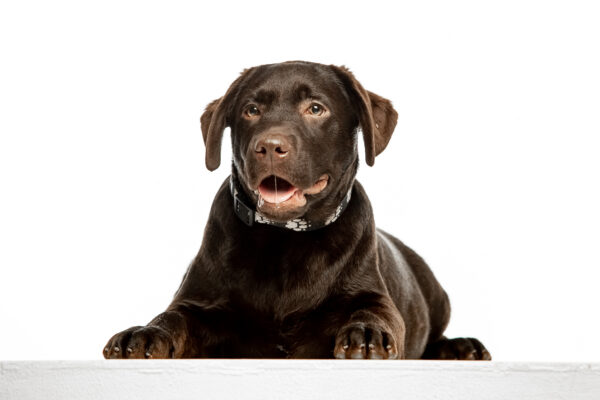 Loyd Labrador Retriever Loyd Labrador Retriever