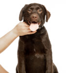 Loyd-male-Labrador-Retriever-puppy-for-sale- (4)