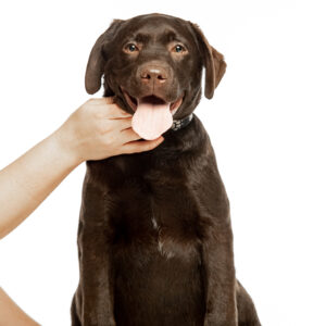 Loyd Labrador Retriever Loyd Labrador Retriever