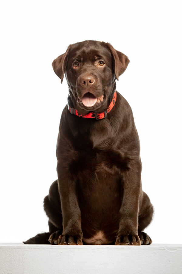 Lukas Labrador Retriever Lukas Labrador Retriever