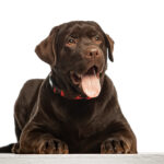 Lukas-male-Labrador-Retriever-puppy-for-sale-1 (2)