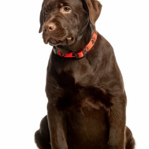 Lukas Labrador Retriever Lukas Labrador Retriever