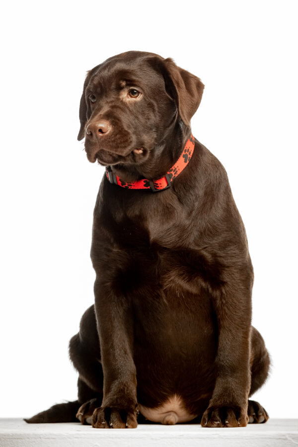 Lukas Labrador Retriever Lukas Labrador Retriever