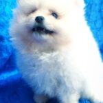 Lynx-male-Pomeranian puppy-for-sale-1