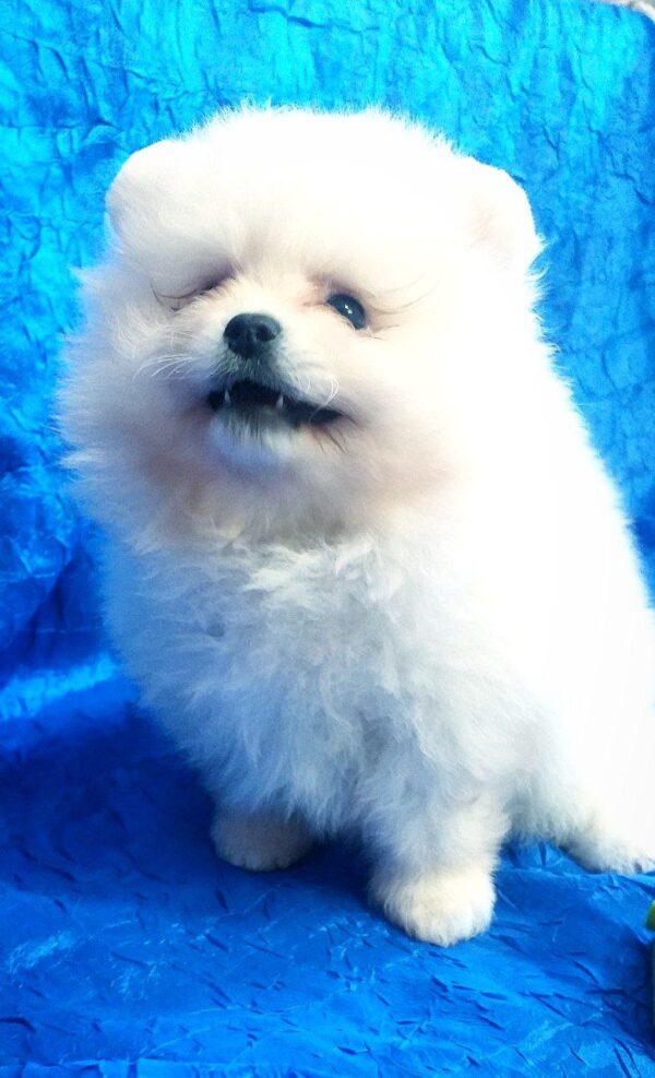 Lynx Pomeranian Lynx Pomeranian