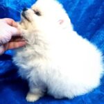 Lynx-male-Pomeranian puppy-for-sale-2