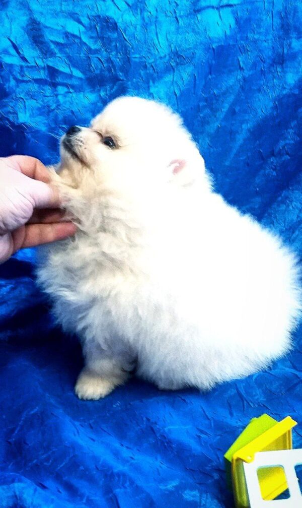 Lynx Pomeranian Lynx Pomeranian