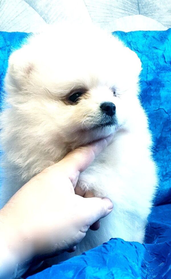 Lynx Pomeranian Lynx Pomeranian