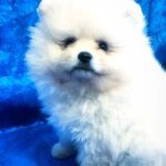 Lynx-male-Pomeranian puppy-for-sale-4