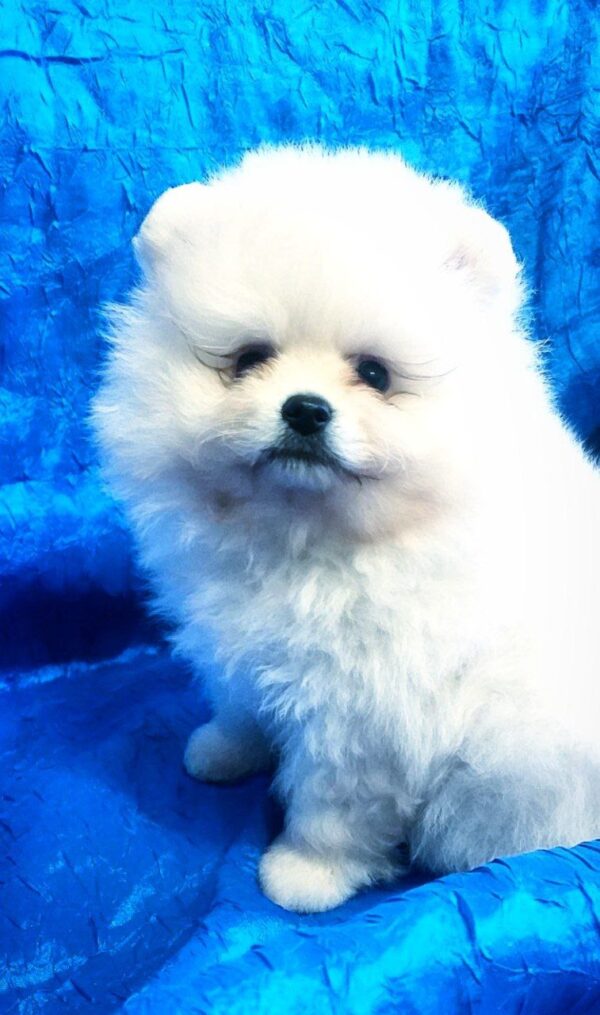 Lynx Pomeranian Lynx Pomeranian