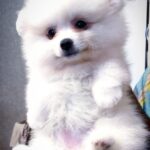 Lyra-female-Pomeranian puppy-for-sale-1