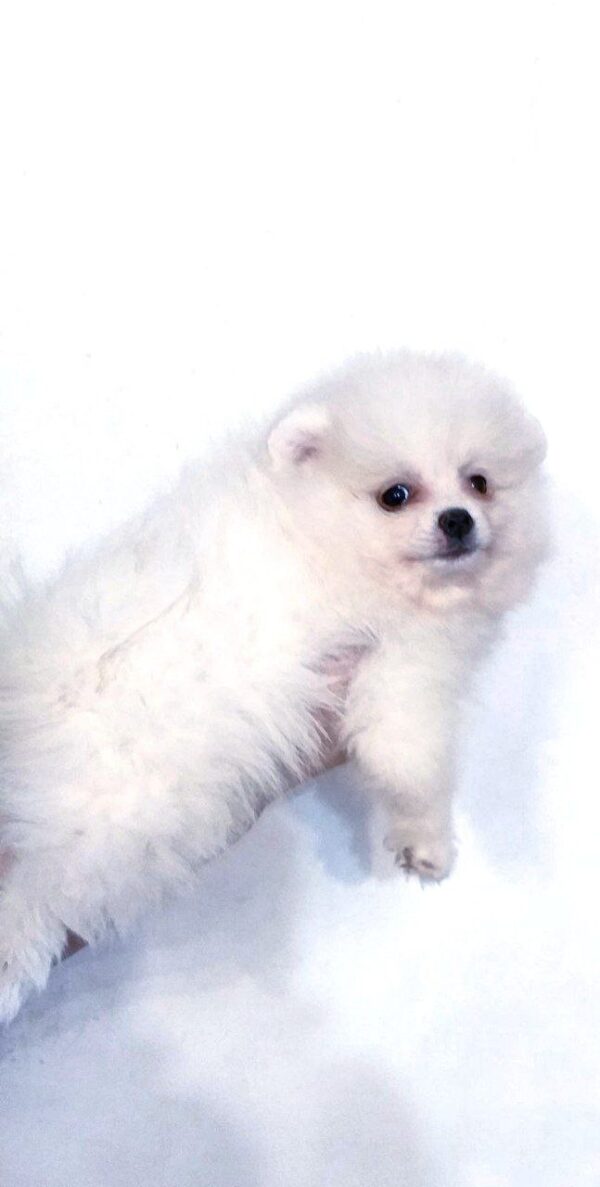 Lyra Pomeranian Lyra Pomeranian