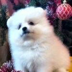 Lyra-female-Pomeranian puppy-for-sale-3