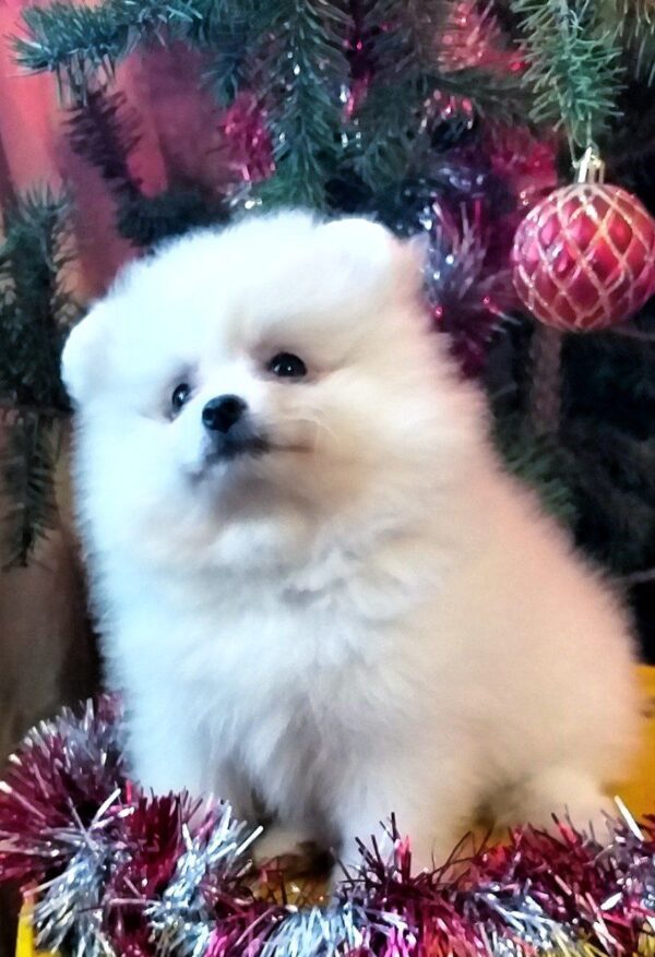 Lyra Pomeranian Lyra Pomeranian