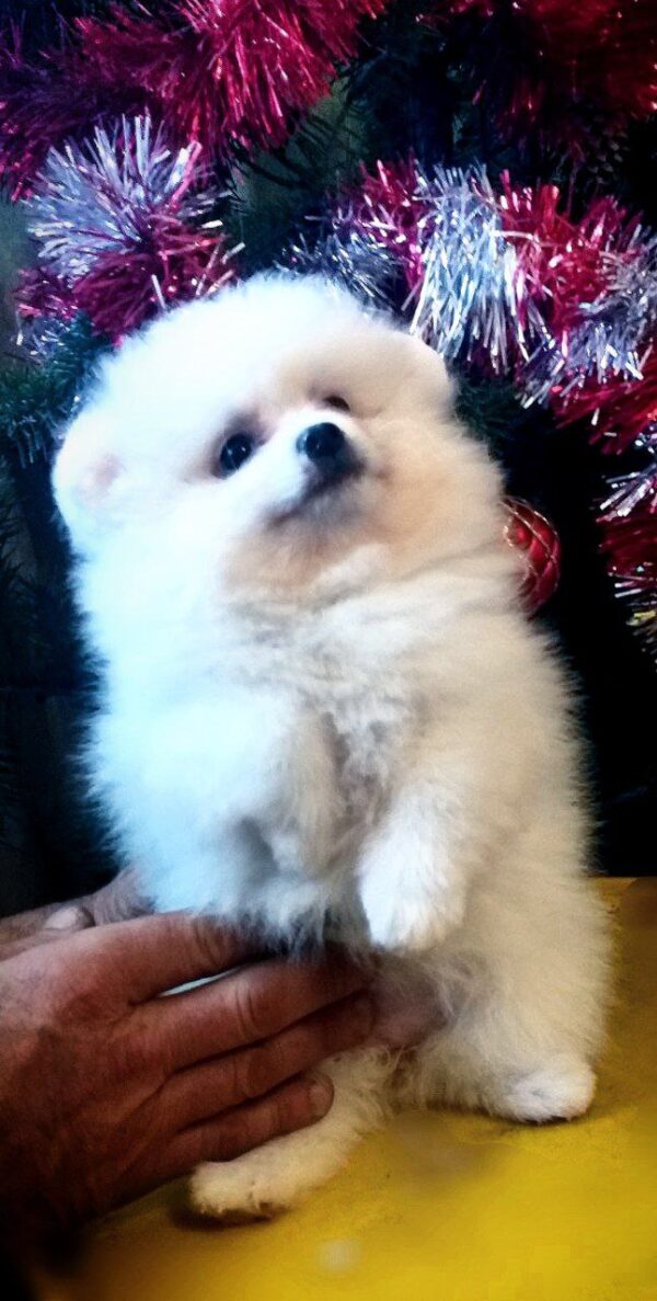 Lyra Pomeranian Lyra Pomeranian