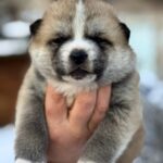 Magoro-male-Akita-puppy-for-sale-1