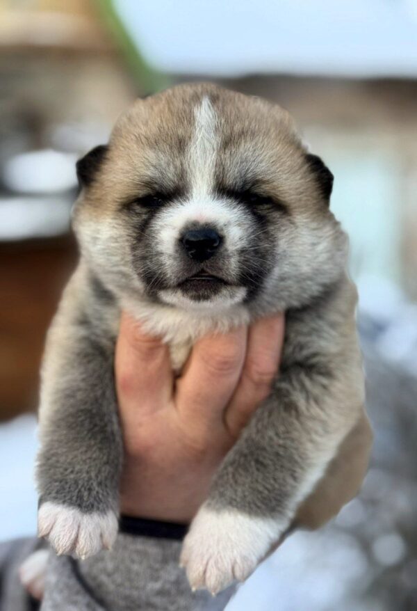 Magoro Akita Magoro Akita