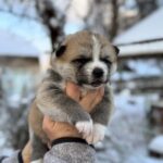 Magoro-male-Akita-puppy-for-sale-2