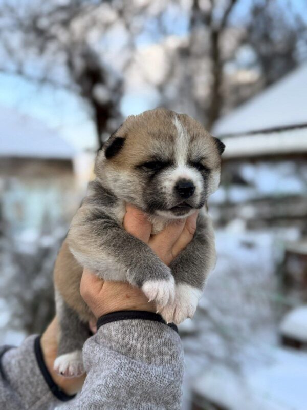 Magoro Akita Magoro Akita