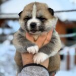 Magoro-male-Akita-puppy-for-sale-3