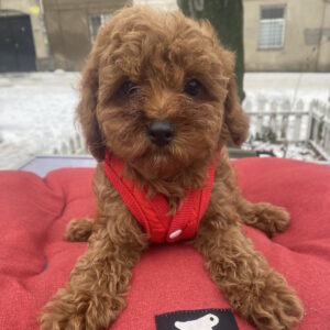 Mahomet Toy Poodle Mahomet Toy Poodle