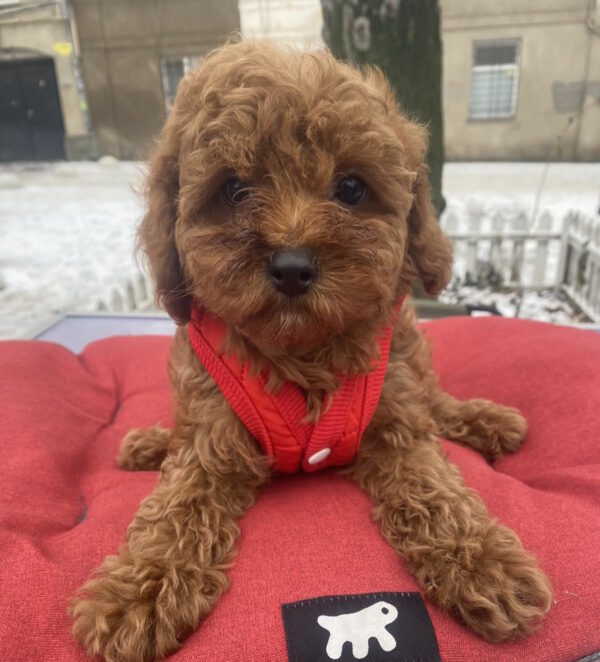 Mahomet Toy Poodle Mahomet Toy Poodle