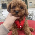 Mahomet-male-toy-poodle-puppy-for-sale-1 (2)