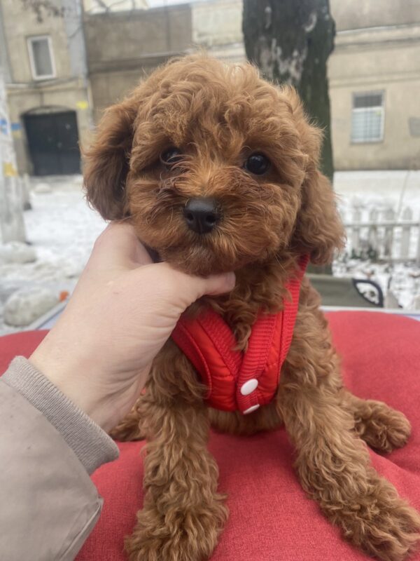 Mahomet Toy Poodle Mahomet Toy Poodle