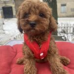 Mahomet-male-toy-poodle-puppy-for-sale-1 (3)