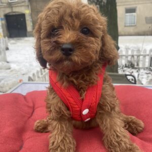 Mahomet Toy Poodle Mahomet Toy Poodle