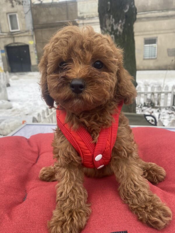 Mahomet Toy Poodle Mahomet Toy Poodle