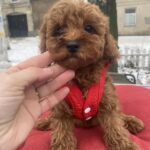 Mahomet-male-toy-poodle-puppy-for-sale-1 (4)