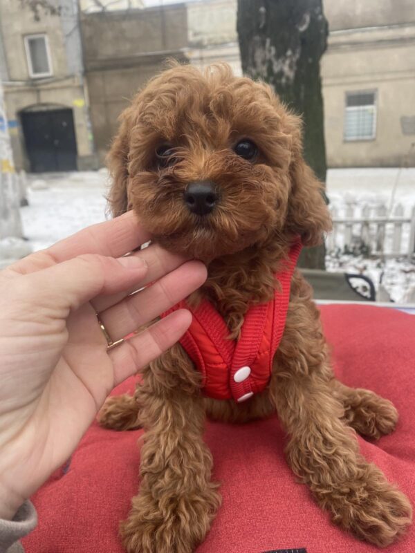 Mahomet Toy Poodle Mahomet Toy Poodle