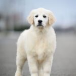 Mandarin-female-Golden-Retriever-puppy-for-sale-1