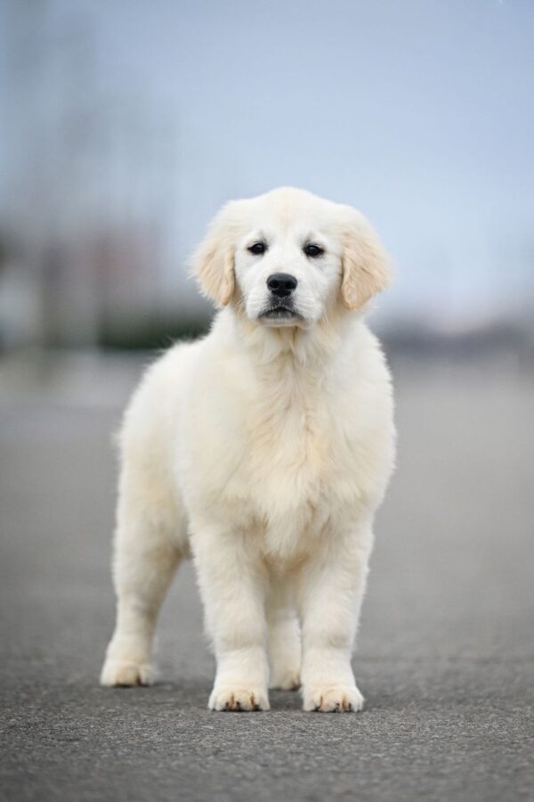 Mandarin Golden Retriever Mandarin Golden Retriever