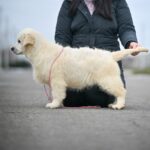 Mandarin-female-Golden-Retriever-puppy-for-sale-2