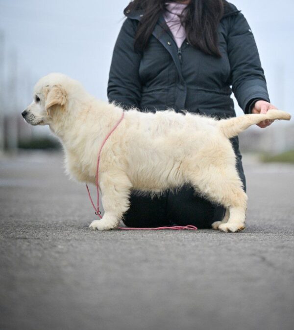 Mandarin Golden Retriever Mandarin Golden Retriever