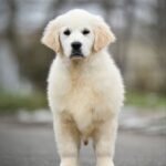 Mandarin-female-Golden-Retriever-puppy-for-sale-3