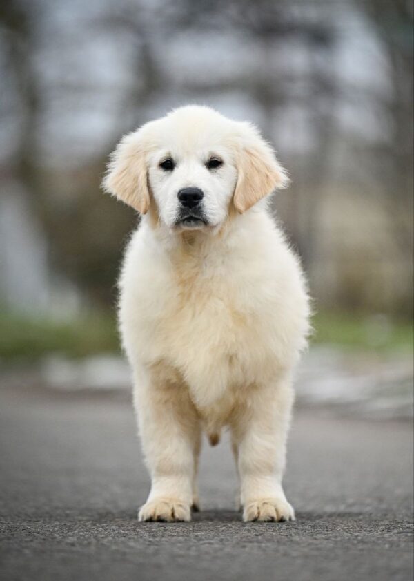 Mandarin Golden Retriever Mandarin Golden Retriever