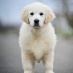 Mandarin-female-Golden-Retriever-puppy-for-sale-4