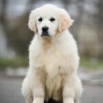 Mandarin-female-Golden-Retriever-puppy-for-sale-5