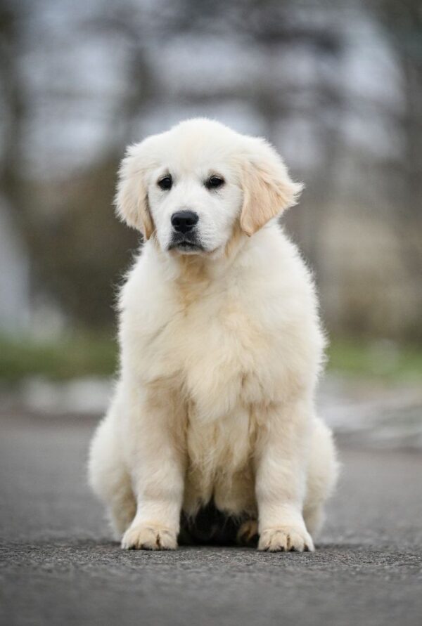 Mandarin Golden Retriever Mandarin Golden Retriever