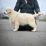 Mandarin-female-Golden-Retriever-puppy-for-sale-6